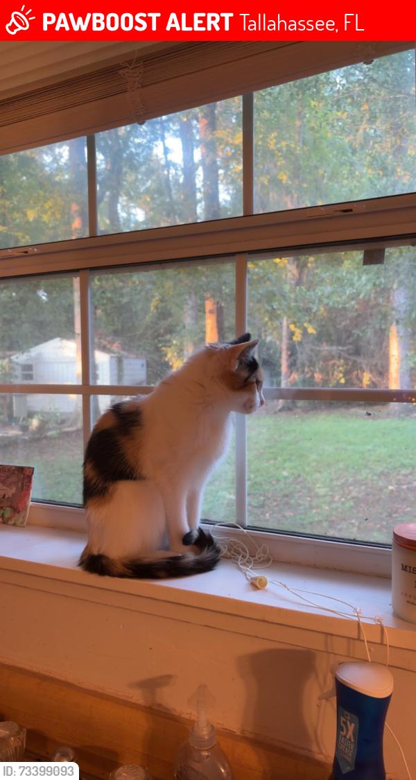 Lost Female Cat last seen Plantation Woods, Tallahassee, FL 32303