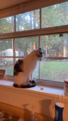 Lost Female Cat last seen Plantation Woods, Tallahassee, FL 32303