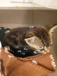 Shelter Stray Female Cat last seen Near Fairburn Rd, Atlanta, GA, 1251 Fulton Industrial Blvd NW, Atlanta, GA 30336, USA