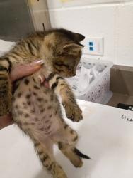 Shelter Stray Female Cat last seen Near Fairburn Rd, Atlanta, GA, 1251 Fulton Industrial Blvd NW, Atlanta, GA 30336, USA