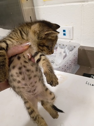 Shelter Stray Female Cat last seen Near Fairburn Rd, Atlanta, GA, 1251 Fulton Industrial Blvd NW, Atlanta, GA 30336, USA