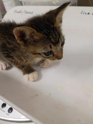 Shelter Stray Male Cat last seen Near Fairburn Rd, Atlanta, GA, 1251 Fulton Industrial Blvd NW, Atlanta, GA 30336, USA