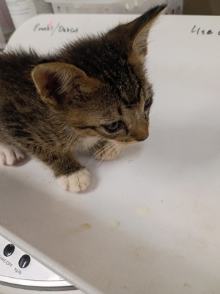 Shelter Stray Male Cat last seen Near Fairburn Rd, Atlanta, GA, 1251 Fulton Industrial Blvd NW, Atlanta, GA 30336, USA