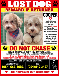 Lost Male Dog last seen Between Taft & Johnson west of Douglas road westview, Pembroke Pines, FL 33024