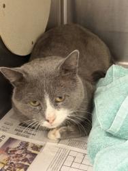 Shelter Stray Male Cat last seen Near Brockett Way, 30021, GA, 3280 Chamblee Dunwoody Rd, Chamblee, GA 30341, USA