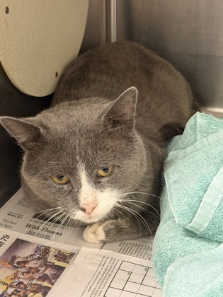 Shelter Stray Male Cat last seen Near Brockett Way, 30021, GA, 3280 Chamblee Dunwoody Rd, Chamblee, GA 30341, USA