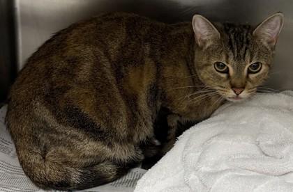 Shelter Stray Female Cat last seen Near Lawrenceville Hwy 124 Tucker, 30084, 30084, GA, 3280 Chamblee Dunwoody Rd, Chamblee, GA 30341, USA