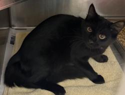 Shelter Stray Unknown Cat last seen Near Clanton Terrace Decatur, 30034, 30034, GA, 3280 Chamblee Dunwoody Rd, Chamblee, GA 30341, USA
