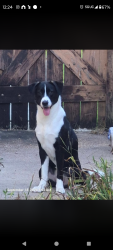Found/Stray Female Dog last seen intersection of Wind Lawn Dr., and Wind Acres Dr., Windfern Forest, TX 77040