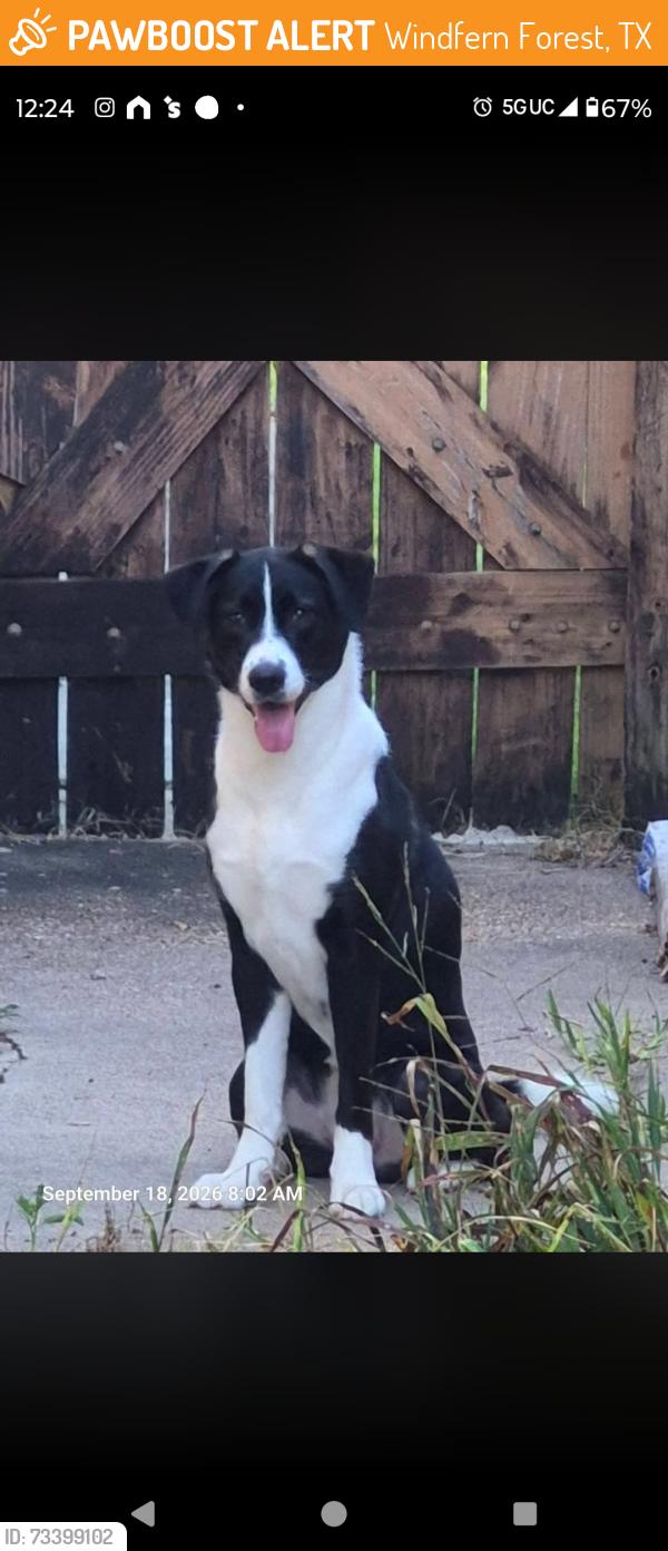 Found/Stray Female Dog last seen intersection of Wind Lawn Dr., and Wind Acres Dr., Windfern Forest, TX 77040