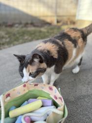 Lost Female Cat last seen F street and Elmwood Ave, Lincoln, NE 68510