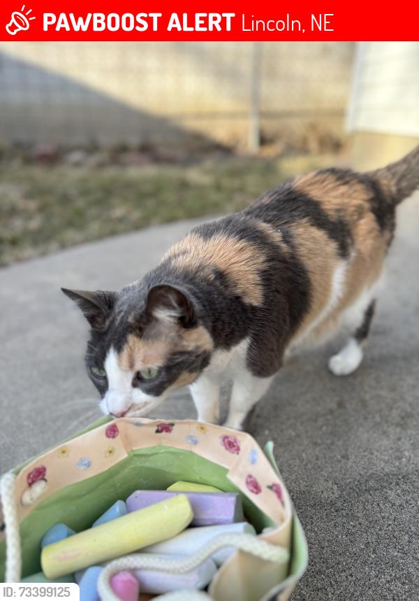 Lost Female Cat last seen F street and Elmwood Ave, Lincoln, NE 68510