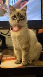 Reunited Female Cat last seen Cherry Street, Newark, CA 94560
