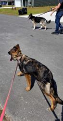 Reunited Unknown Dog last seen Piney green Fire Department, Jacksonville, NC 28546