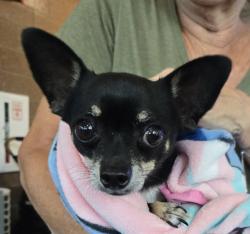 Shelter Stray Male Dog last seen Near Cadillac Street, PONTIAC, MI, 48342, 1200 N Telegraph Building 42E, Pontiac, MI 48340, USA