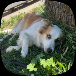 Reunited Female Dog last seen Wilkenway, Anaheim, CA 92815