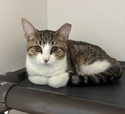 Shelter Stray Female Cat last seen Near N Grant Street, SALT LAKE CITY, UT, 84116, 511 W 3900 S, Salt Lake City, UT 84123, USA