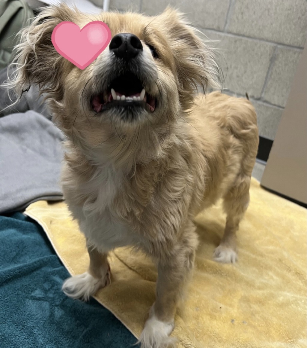 Shelter Stray Male Dog last seen Near El Cajon Boulevard, San Diego, CA, 92115, El Cajon, CA 92020, USA