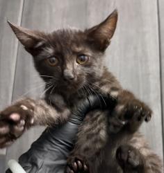 Shelter Stray Female Cat last seen Near Bayfront Court, San Diego, CA, 92101, 5500 Gaines St, San Diego, CA 92110, USA