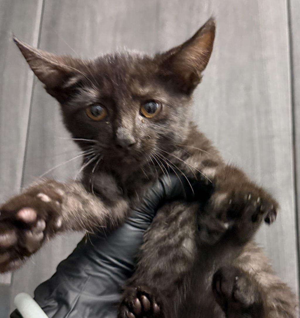 Shelter Stray Female Cat last seen Near Bayfront Court, San Diego, CA, 92101, 5500 Gaines St, San Diego, CA 92110, USA