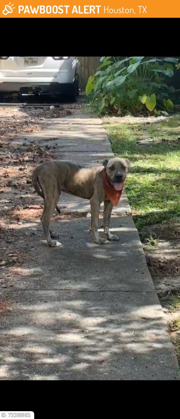 Found/Stray Male Dog last seen Willowbrook/ Champions Forest / North Houston, Houston, TX 77066