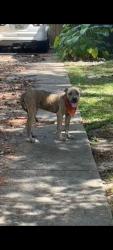 Found/Stray Male Dog last seen Willowbrook/ Champions Forest / North Houston, Houston, TX 77066