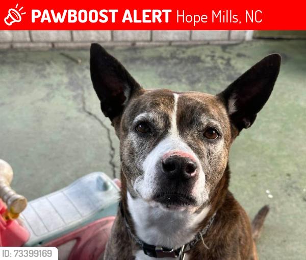 Lost Female Dog last seen Highway 301, Hope Mills, NC 28348