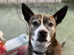 Lost Female Dog last seen Highway 301, Hope Mills, NC 28348