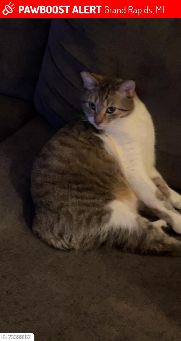 Lost Male Cat last seen Center Ave and Sweet St, Grand Rapids, MI 49505