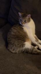 Lost Male Cat last seen Center Ave and Sweet St, Grand Rapids, MI 49505