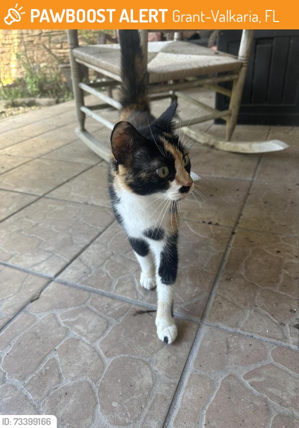 Found/Stray Female Cat last seen Valkaria & Corey Road, Grant-Valkaria, FL 32950