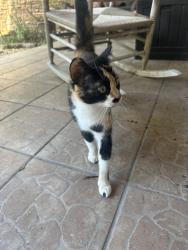 Found/Stray Female Cat last seen Valkaria & Corey Road, Grant-Valkaria, FL 32950