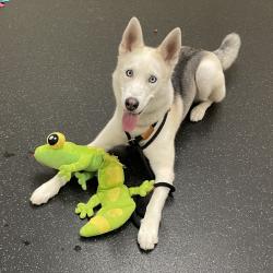Shelter Stray Female Dog last seen , 361 S Raymond Ave, Pasadena, CA 91105, USA