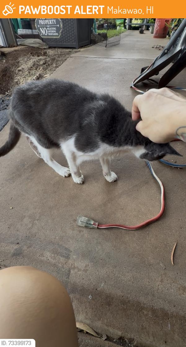 Found/Stray Male Cat last seen Pukalani elementary school, Makawao, HI 96768