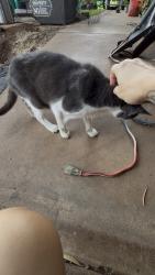 Found/Stray Male Cat last seen Pukalani elementary school, Makawao, HI 96768
