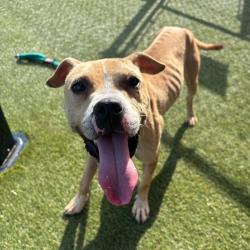 Shelter Stray Female Dog last seen , Animal Care & Control Team of Philly, 111 W Hunting Park Ave, Philadelphia, PA 19140, USA