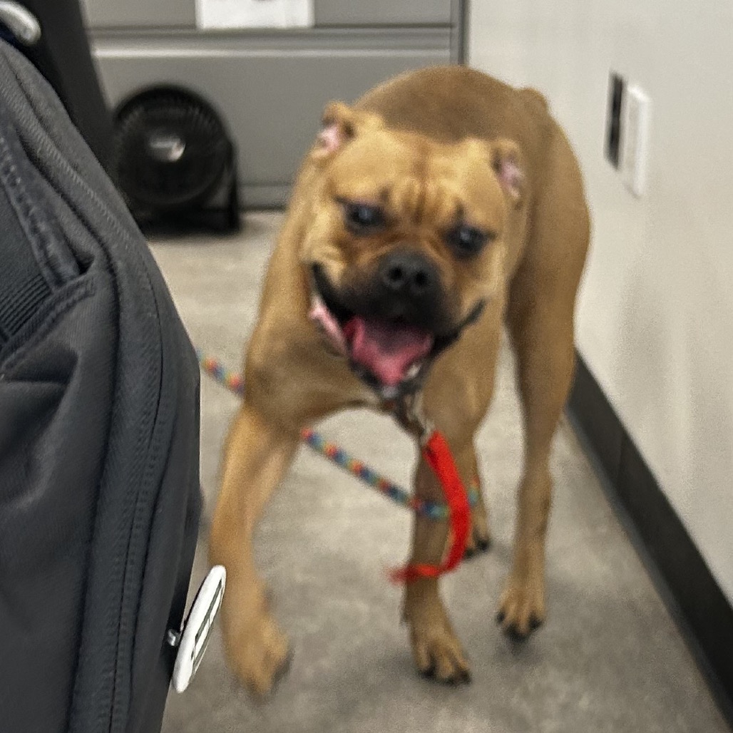 Shelter Stray Female Dog last seen , Animal Care & Control Team of Philly, 111 W Hunting Park Ave, Philadelphia, PA 19140, USA