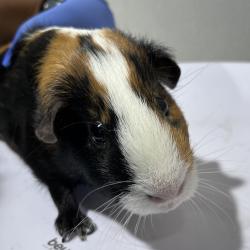 Shelter Stray Male Other last seen , 3607 N Armenia Ave, Tampa, FL 33607, USA