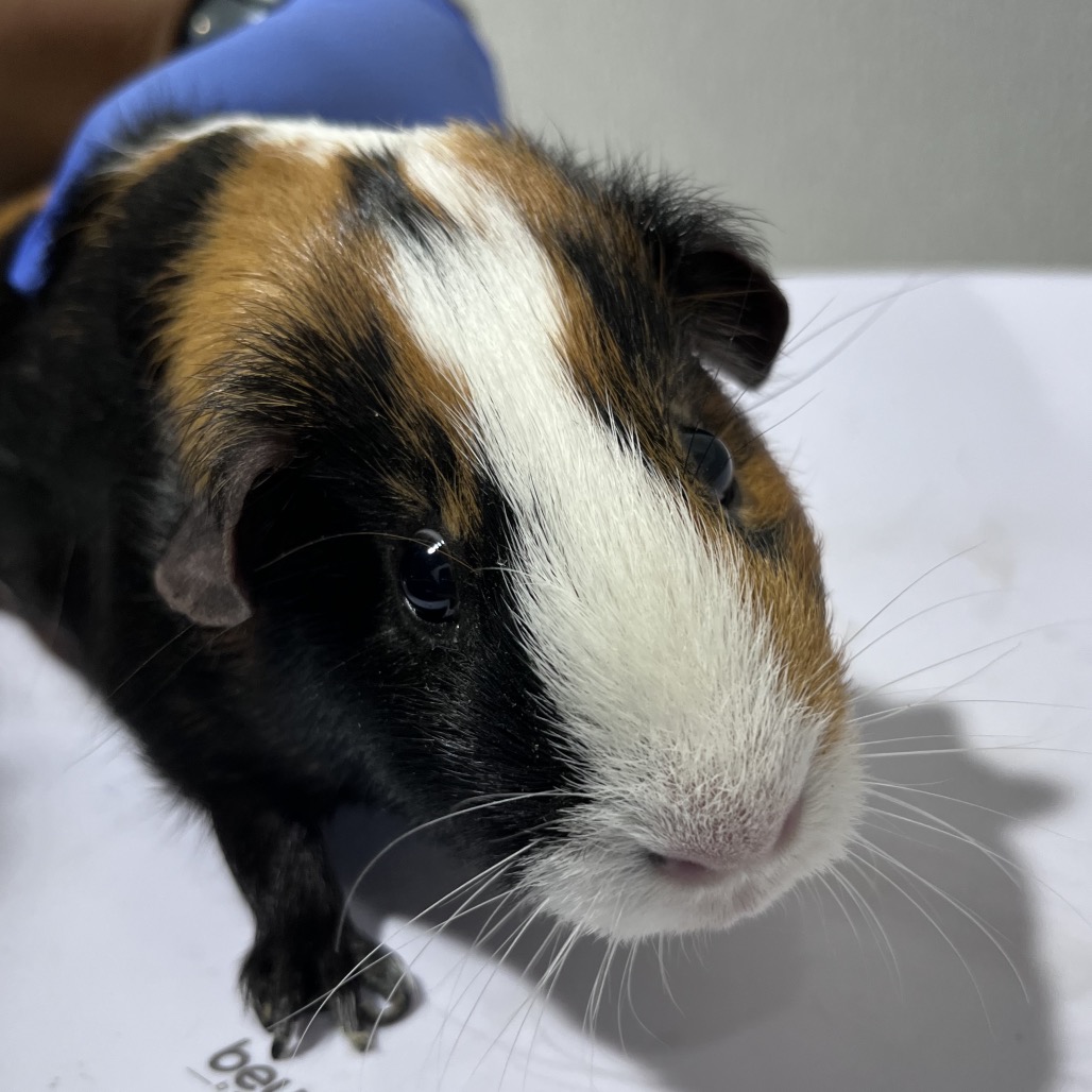 Shelter Stray Male Other last seen , 3607 N Armenia Ave, Tampa, FL 33607, USA