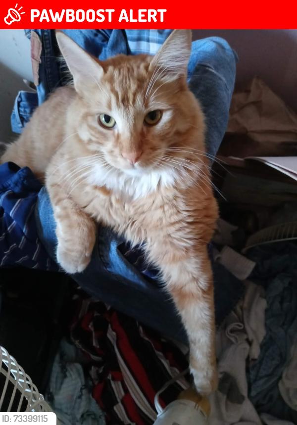 Lost Male Cat last seen Maryland Street, West Sacramento, CA 95691