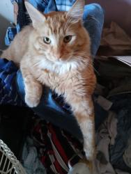 Lost Male Cat last seen Maryland Street, West Sacramento, CA 95691