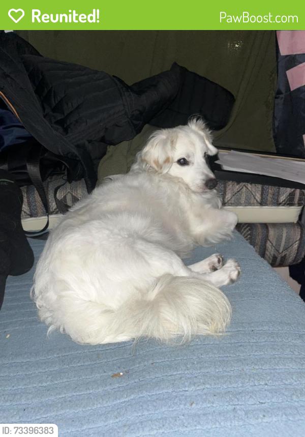 Reunited Male Dog last seen 42nd and 3rd Ave, Los Angeles, CA 90008
