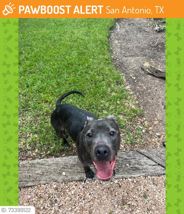 Found/Stray Male Dog last seen chase oak/rim oak, San Antonio, TX 78232
