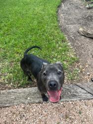 Found/Stray Male Dog last seen chase oak/rim oak, San Antonio, TX 78232