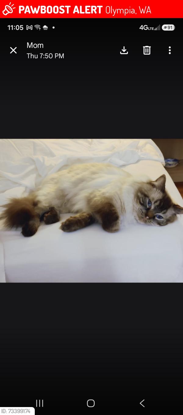Lost Male Cat last seen Near kimmie street olympia wa., Olympia, WA 98512