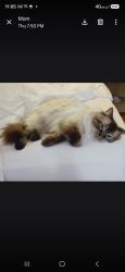 Lost Male Cat last seen Near kimmie street olympia wa., Olympia, WA 98512