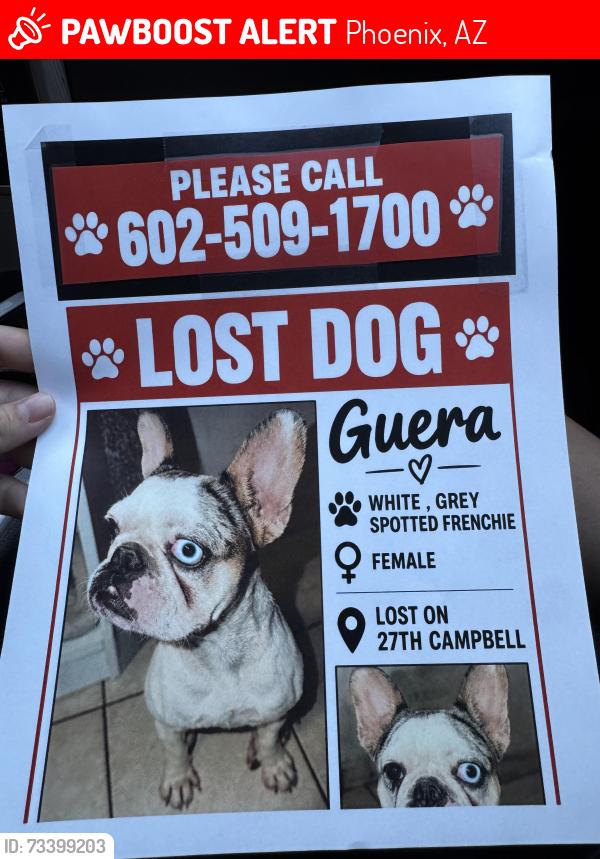 Lost Female Dog last seen Near n 30th ave, Phoenix, AZ 85017