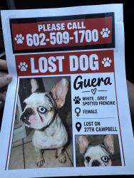 Lost Female Dog last seen Near n 30th ave, Phoenix, AZ 85017