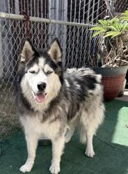 Found/Stray Unknown Dog last seen Mankato and Garrett, Chula Vista, CA 91910