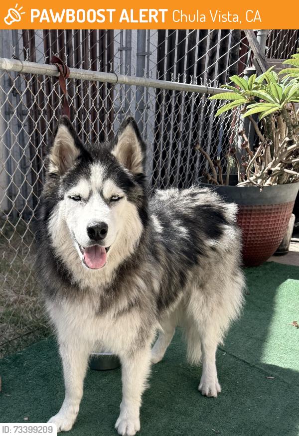 Found/Stray Unknown Dog last seen Mankato and Garrett, Chula Vista, CA 91910